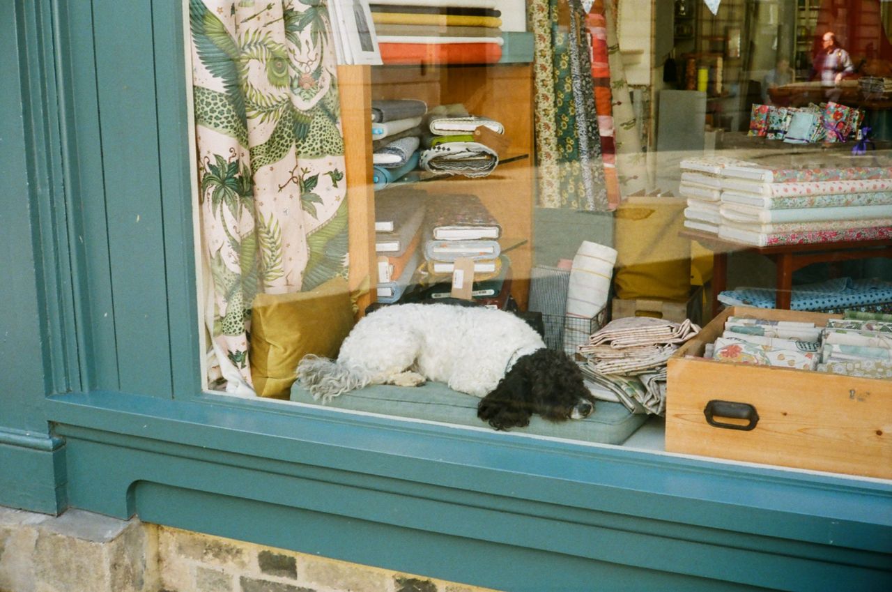 A fluffy black-and-white dog resting on a cushion behind a shop window
